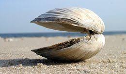 Clam Wikipedia