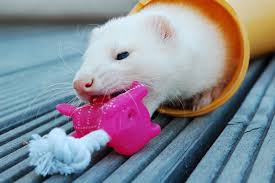 13 best ferret toys 7 items you can