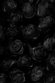 Black Roses Red Roses Beautiful Roses Black Rose