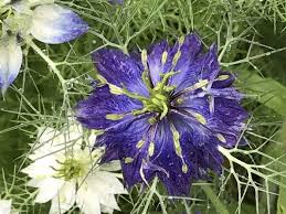 The seed pods are often used in floral arrangements. Nigella Seed Pods