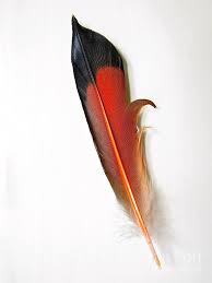 We did not find results for: Northern Flicker Tail Feather Photograph By Sean Griffin