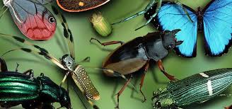 Por que insetos, aranhas e escorpiões gigantes não existem? - Mega ...