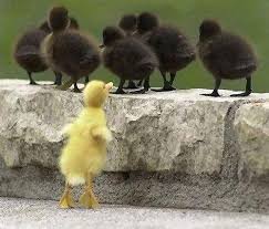 Black And Yellow Duckling Funny Ducks In 2020 Cute Animals Funny Duck Animals Beautiful