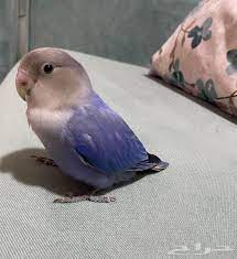 للبيع طير روز