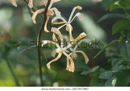 Image result for Ansellia