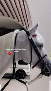 ليتي شرات الخيل بساعه الضيق وارمح مع الريح دون تفكير love quotes photos beautiful arabic words iphone wallpaper quotes love