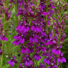 Image result for Lobelia hartlaubii