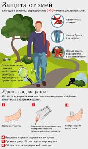 Pervaya Pomosh Pri Ukuse Zmei Gosudarstvennoe Byudzhetnoe Uchrezhdenie Zdravoohraneniya Moskovskoj Oblasti Taldomskaya Centralnaya Rajonnaya Bolnica