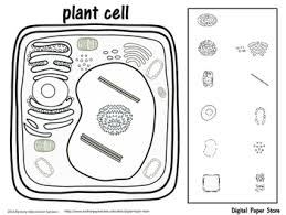 Here you can explore hq plant cell transparent illustrations, icons and clipart with filter setting like size, type, color etc. Plant Cell And Organelles Clipart Personal Commercial Use Tpt
