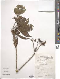 Image result for Pittosporum abyssinicum