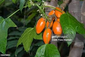 Image result for Caricaceae