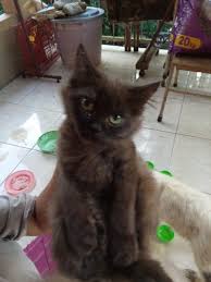 Daftar harga kucing persia terbaru di indonesia. Jual Jual Adopt Kucing Persia Medium Usia 4 Bulan Di Lapak Arif Wibisono Bukalapak