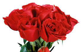 صور ورد جديده ورد صور ورد جوري خلفيات ورد جميلة باقات ورود روعه 2015 اجمل ورد جوري بكل الالوان flowers red roses flowers rose