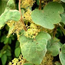 Image result for Cissampelos torulosa