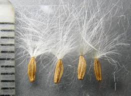 Image result for Sonchus luxurians