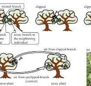 Plant–plant communication in Camellia japonica and C ...
