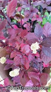 Image result for Alternanthera