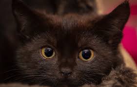 Check spelling or type a new query. Wallpaper Cat Eyes Look Face Close Up Kitty Dark Cat Fluffy Baby Kitty Face Brown Chocolate Yellow Eyes Expressive Images For Desktop Section Koshki Download