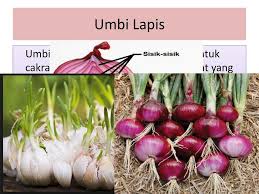 Tanaman yang berkembang biak dengan umbi akar. Contoh Tanaman Umbi Lapis Cara Golden