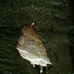 Image result for Funtumia africana