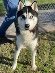 Maybe you would like to learn more about one of these? Humble Tx Siberian Husky Meet Sambo A Pet For Adoption