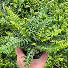 Image result for Blechnum punctulatum