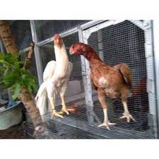 Jual telur ayam aseel parrot beak. Telur Fertil Ayam Aseel Parrot X Aseel Parrot Shopee Indonesia
