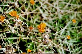 Image result for Helichrysum geminatum
