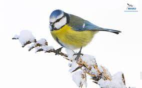 Ich mag den winter gerne, wenn die sonne so schön scheint, und man läuft durch den hohen schnee. Bildschirmhintergrunde Wintervogel Nabu