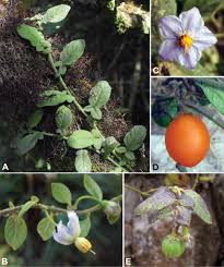 Image result for Solanum sp. A