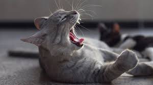 Read about tooth extraction near me pain costs and benefits. Feline Odontoclastic Resorptive Lesions Pet Health Insurance Tips