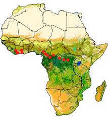 Image result for Pericopsis elata