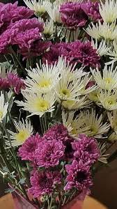 Going direct to the local florists means bigger, more beautiful bouquets and excellent service from the local flower shops as the full flower money is passed to your chosen local irish flower shop. Pom Flowers Amaryllis Flowers Chrysanthemum Flower Flowers