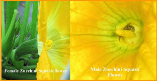 Any summer squash male can be used to pollinate a female bloom of a. Male Female Squash Flower Composite Radical Botany