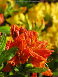 Rhododendron Gibraltar Orange Gibraltar Azalea Fragrant Spring Flowering Deciduous Shrub Plant Images Plants Azaleas