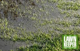 Once the weather turns cold enough, you. Boggy Lawn Causes Solutions Lawn Care Tips Lawnkeeper