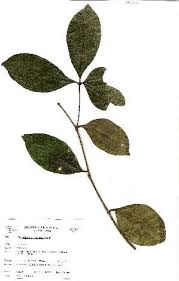 Image result for Pleiocarpa