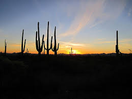 Maybe you would like to learn more about one of these? Arizona Sunset Cacti Desert Landscape Southwest Nature Cactus Saguaro Arizona Desert Outdoors Pikist