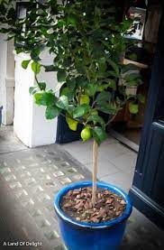 Dwarf varieties are popular with home. Key Lime Tree Local Pick Up Only A Land Of Delight Natural Farm Nursery