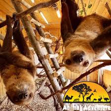 Noted for their slowness of movement, they spend most of their lives hanging upside down in the trees of the tropical rainforests of south america and central america. Animal Adventure Park Sloth Encounter