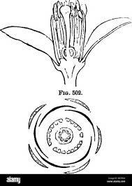 Image result for Rutaceae