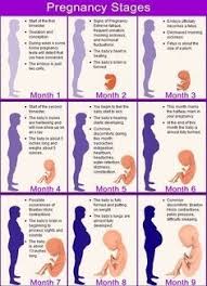 Best 25 Trimester Chart Ideas On Pinterest Pregnancy