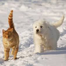 Trendy Cats Names From Movies Ideas Cats Boy Dog Names Dog Names Pet Names