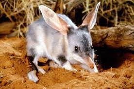 Bilby Macrotis Lagotis Australian Animals Large Rabbits Australian Icons