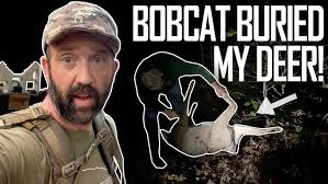 BOBCAT BURIED MY DEER!!