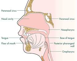 Human Nose Sinus Mouth Cavity Anatomical Structure Www Anatomynote Com Sinusitis Cavities Paranasal Sinuses