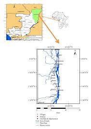 Image result for Rhabdophyllum welwitschii