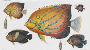 Biodiversity Heritage Library