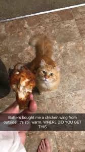 Well If You Don T Eat The Raw Dead Birds He Brings This Is The Next Logical Step Funny Animal Pictures Funny Animal Memes Funny Animals