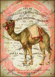 + 7.5cm wide, and 6.5cm high and 2cm deep. Camels